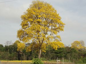 아라구아네이, 모나 가스, 베네수엘라 국화