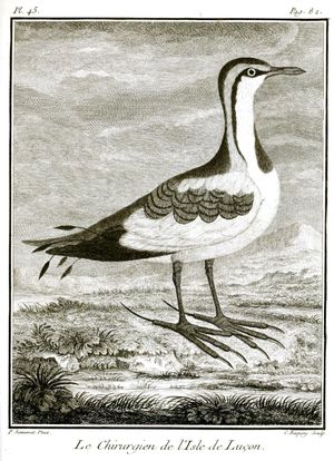 손네라의 "루손 섬의 외과의사"(1776)