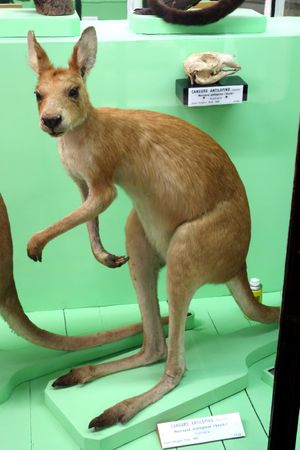 이탈리아 제노바에 있는 제노바 자연사 박물관에 전시된 수컷 표본과 두개골