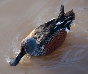 호주오리 헤엄치기