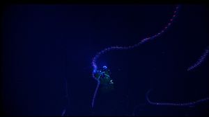 무광층에서 생물 발광 유기체의 이동