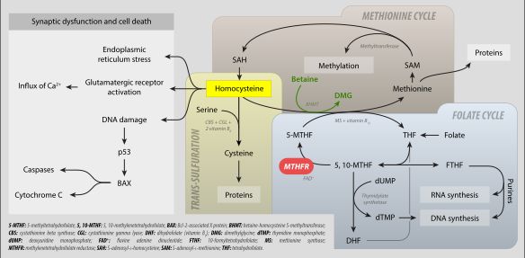 메틸렌테트라하이드로폴산 환원효소(MTHFR)의 대사: 폴산 회로, 메티오닌 회로, 트랜스-황화 및 고호모시스테인혈증.