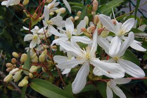Clematis armandii