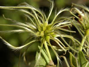 코스타리카 Guanacaste에 있는 C. dioica의 열매