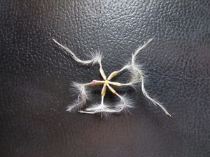 C. terniflora 씨앗 덩어리