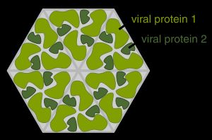 두 가지 단백질 분자의 여러 사본을 사용하여 바이러스 캡시드가 어떻게 구성될 수 있는지 보여주는 다이어그램