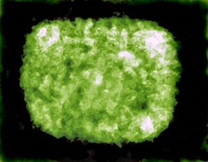 포크스바이러스과(Poxviridae) 바이러스의 전형적인 벽돌 모양 구조