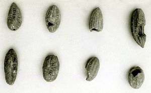 사카라에서 수집한 Balanites aegyptiaca의 열매. 페르네브의 마스타바, 이집트 제5왕조. MET.