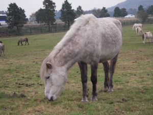 풀을 뜯는 제주마