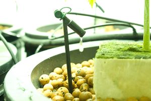 화분 속 원예용 점적 관개 방출기