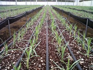 재배 채널이 없는 토양 없는 배지에서 압력 보상형 일체형 점적기