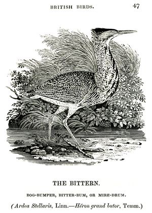 토머스 뷰익(Thomas Bewick)의 "알락해오라기, 늪 범퍼, 비터-범 또는 마이어-드럼" 목판화, 1804년, 영국 조류의 역사 제2권, "물새"에서 발췌
