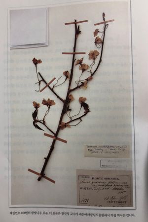 표본관에서 타케가 1908년에 채집한 제주 왕벚나무 표본