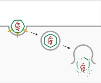 세포내이입을 통한 바이러스 침투