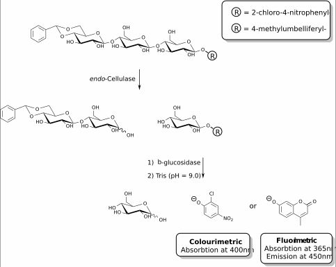보조 β-글루코시다제와 함께 사용되는 색상 측정 및 형광 측정 셀룰라아제 기질은 엔도-셀룰라아제 활성을 특이적으로 측정하는 데 사용될 수 있다.