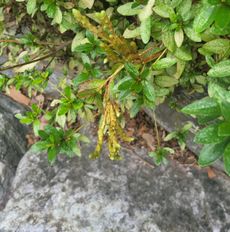 철쭉류 빗자루병 병징