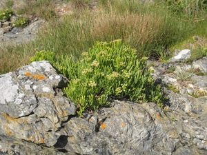 바위 갯개선 (Crithmum maritimum)