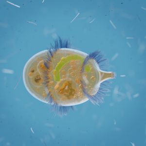 디디니움 나수툼 CGI 삽화, 데니스 자루빈, 2021