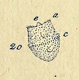 O. F. 뮐러 (O. F. Müller), 1786년 Vorticella nasuta