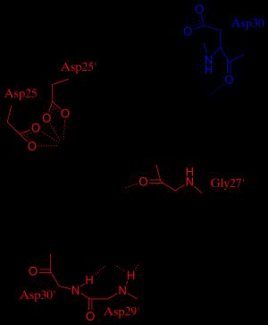 다루나비르와 HIV-1 프로테아제 사이의 수소 결합: 빨간색 잔기와의 결합은 PI 사퀴나비르와 HIV-1 프로테아제 사이에도 존재하는 수소 결합을 나타냅니다. 파란색 잔기와의 수소 결합은 다루나비르에 고유합니다.