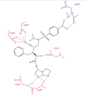 다루나비르와 HIV-1 프로테아제 간의 수소 결합. 붉은색 잔기에 의한 결합은 HIV-1 프로테아제와 PI인 사퀴나비르 사이에도 존재하는 수소 결합을 나타낸다. 푸른색 잔기에 의한 수소 결합은 다루나비르에 특유한 것이다.