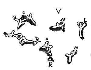조반니 필리포 잉그라시아가 처음 묘사한 등자뼈