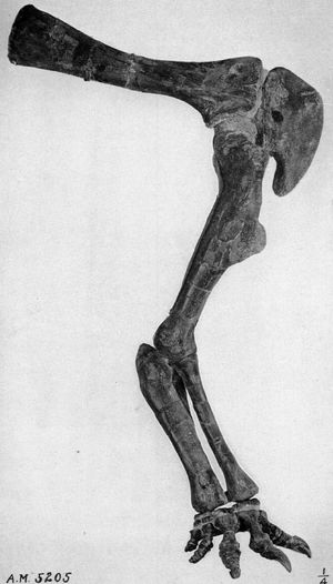 렙토케라톱스 모식표본 AMNH 5205의 앞다리