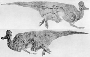 모식 표본 AMNH 5240. 부분적으로 피부 자국이 남아있다.