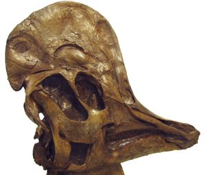 모식 표본의 두개골