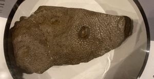 피부 자국 복제품