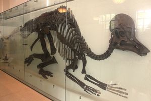 AMNH에 전시된 골격