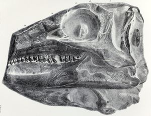 두개골 스케치. 기재자 리처드 오웬에 의한 것.