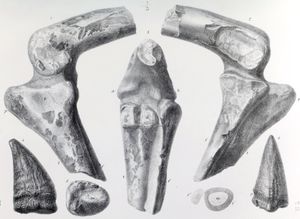 NHMUK PV 39496, 스켈리도사우루스(Scelidosaurus)의 첫 번째 선정기준표본으로 지정되었으나, 후에 수각류인 Dornraptor에 속하는 것으로 밝혀진 무릎 관절.
