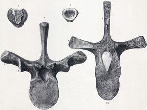 스켈리도사우루스의 등쪽 척추