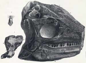 렉토타입 두개골의 치아와 왼쪽 측면 확대 사진
