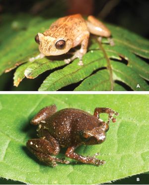 카미긴 화산 십자개구리