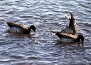 코네티컷 롱아일랜드 사운드에서 먹이를 먹는 모습