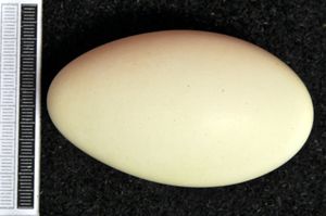 알, 비스바덴 박물관 소장