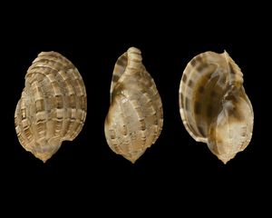 전새류 복족류인 하르파 종의 껍질 3가지 모습.