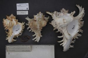 전새류 복족류인 키코레우스 라모수스