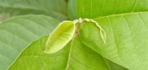 인도 서벵골 주에 있는 구아바속의 새 잎.