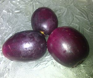 파키스탄 코하트에서 자란 염부나무(Syzygium cumini)