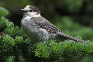 레이니어산 국립공원에 서식하는 Perisoreus canadensis obscurus