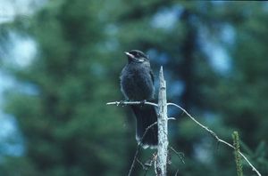어린 개체의 회색, 그을린 깃털