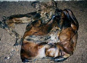 1996년 대영 박물관에 전시된 린도 맨