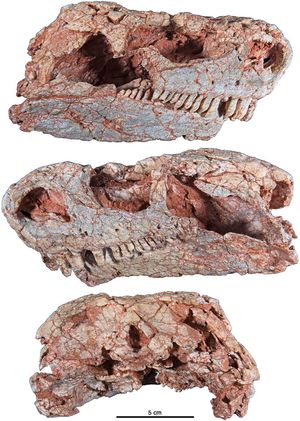 Cotylorhynchus romeri, OMNH 04329, 참고 표본. 측면 및 후두부에서 본 두개골. 노먼 지역, 클리블랜드 군에서 발견된 C. romeri 중 가장 완전한 두개골이다.