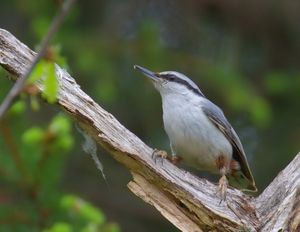 스웨덴의 암컷 S.&nbsp;e.&nbsp;europaea