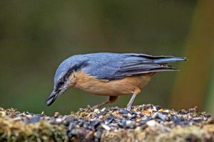 헝가리에서 씨앗을 먹고 있는 모습