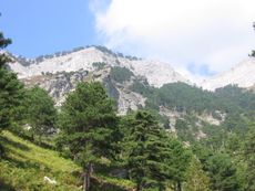 유럽 흑송, 타소스 섬.