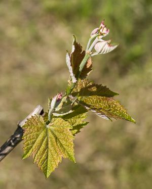어린 포도 싹과 잎